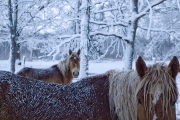 Horses on a wintry day in Dixon, Illinois.  Chicago photographer Alex Garcia