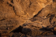 Scaling the side of a wall of rock next to the ocean in Monterrey, California.  Chicago photographer Alex Garcia