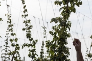 Cornerstone Ranches hops and apples harvest in Toppenish, WA