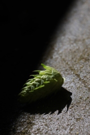 Cornerstone Ranches hops and apples harvest in Toppenish, WA