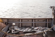 On the SIlver Wave seiner (Bainbridge Island), fishing salmon commercially out of Ketchikan, AK with Grundens