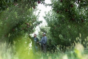 Cornerstone Ranches hops and apples harvest in Toppenish, WA