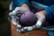 The Nature Conservancy explores the apple harvest and T&T Orchards in Quincy, WA