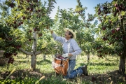 The Nature Conservancy explores the apple harvest and T&T Orchards in Quincy, WA