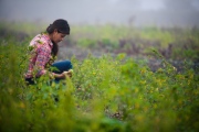 Mexican american organic farmer tending to fields and harvesting produce on foggy morning.