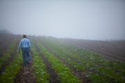 Mexican American organic farmer tending to fields and harvesting produce on foggy morning.