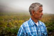 Mexican American organic farmer tending to fields and harvesting produce on foggy morning.