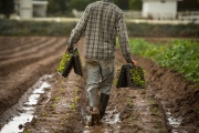 Young farmer tends to and harvests organic fields after the first winter rains