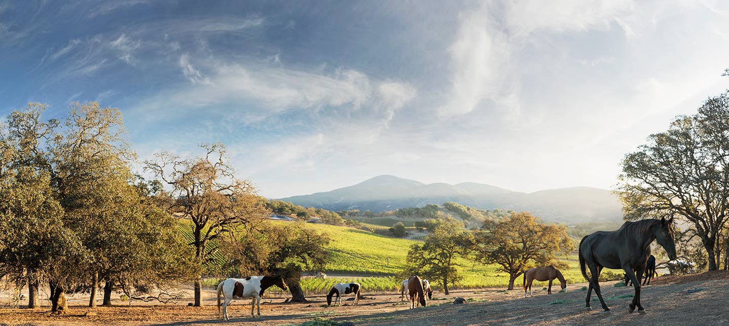 Horse_vineyard_Rod_McLean_g