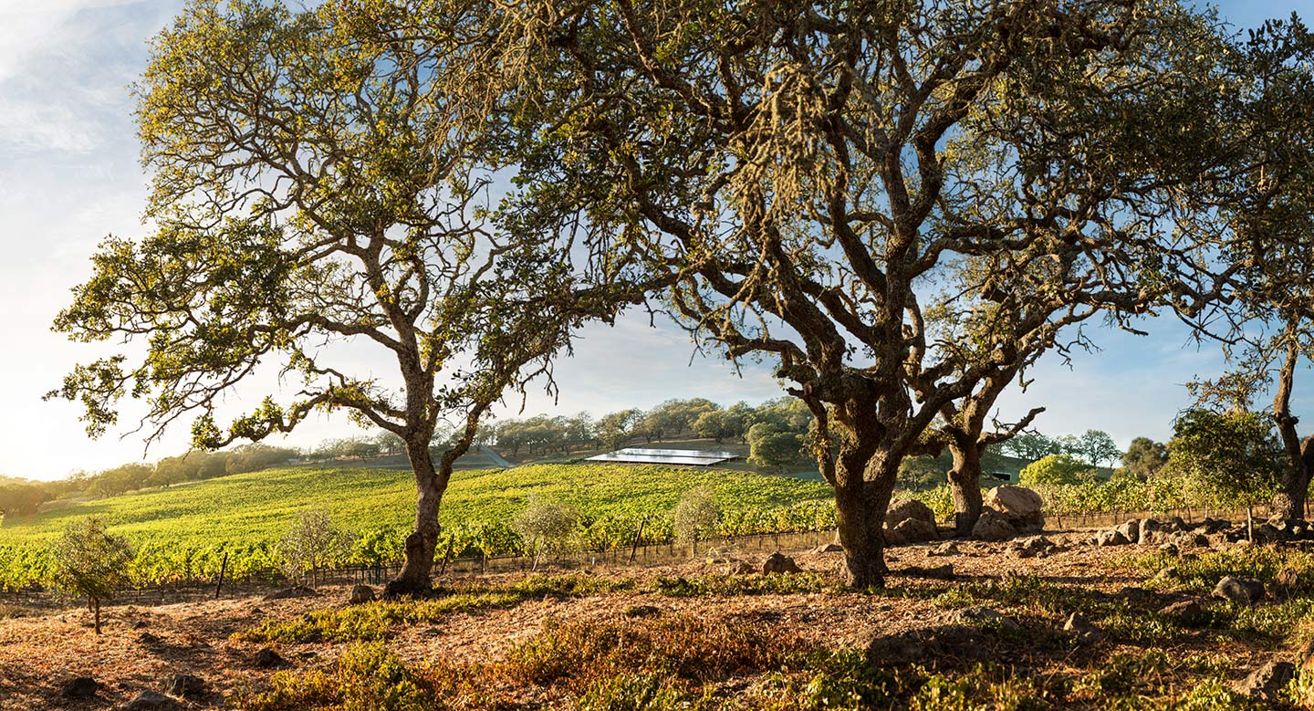 vineyards_trees_Solar_panels_Rod_McLean_g